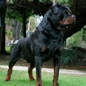 Meet your Posher, Ray